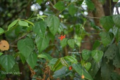 Erythropalum scandens